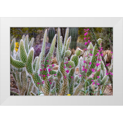 Wooly Jacket Prickly Pear Cactus and Penstemon at the Arizona Sonoran Desert Museum in Tucson-Arizo White Modern Wood Framed Art Print by Haney, Chuck