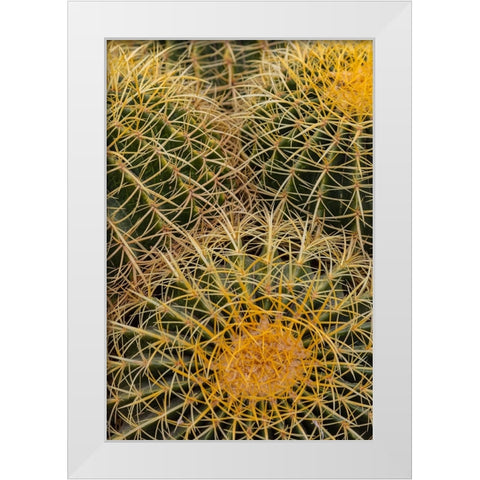 Golden Barrel Cactus at the Arizona Sonoran Desert Museum in Tucson-Arizona-USA White Modern Wood Framed Art Print by Haney, Chuck