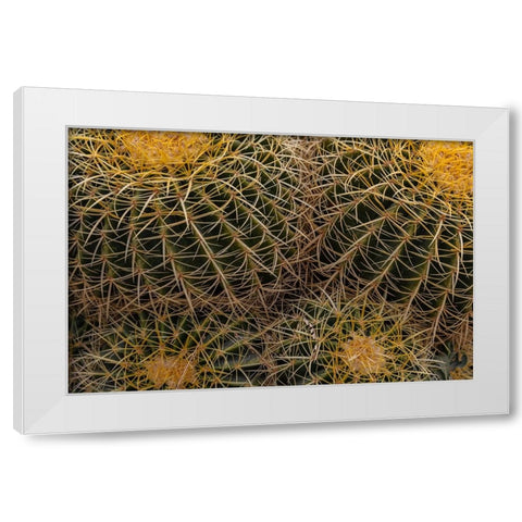 Golden Barrel Cactus at the Arizona Sonoran Desert Museum in Tucson-Arizona-USA White Modern Wood Framed Art Print by Haney, Chuck
