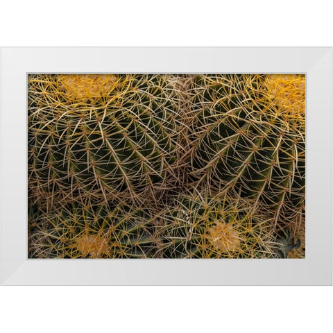 Golden Barrel Cactus at the Arizona Sonoran Desert Museum in Tucson-Arizona-USA White Modern Wood Framed Art Print by Haney, Chuck
