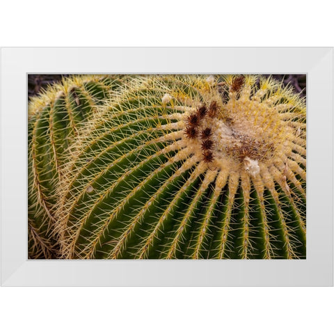Golden Barrel Cactus at the Arizona Sonoran Desert Museum in Tucson-Arizona-USA White Modern Wood Framed Art Print by Haney, Chuck