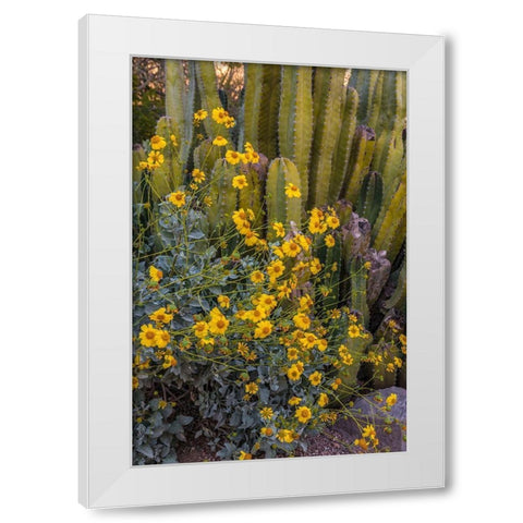 Brittlebush wildflower and Organ Pipe Cactus-Desert Botanical Gardens-Phoenix-Arizona-USA White Modern Wood Framed Art Print by Garber, Howie