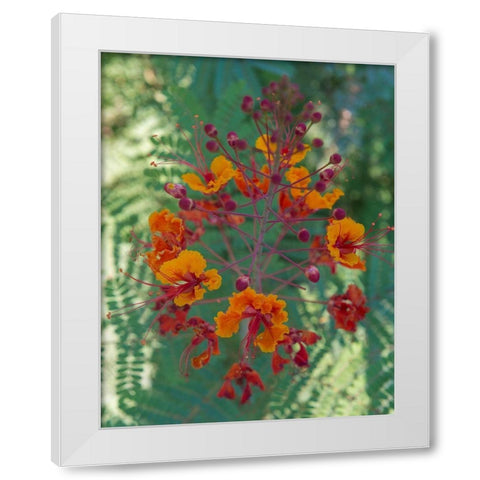 Orange and red circular flower-Red Bird of Paradise-Desert Botanical Gardens-Phoenix-Arizona White Modern Wood Framed Art Print by Garber, Howie