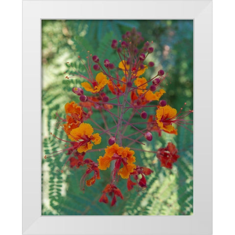 Orange and red circular flower-Red Bird of Paradise-Desert Botanical Gardens-Phoenix-Arizona White Modern Wood Framed Art Print by Garber, Howie