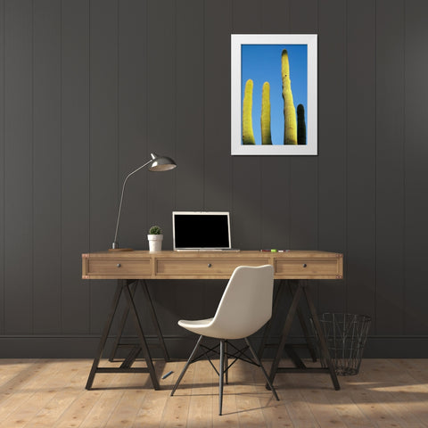 Desert cactus-Carefree-Arizona White Modern Wood Framed Art Print by McRoberts, Julien