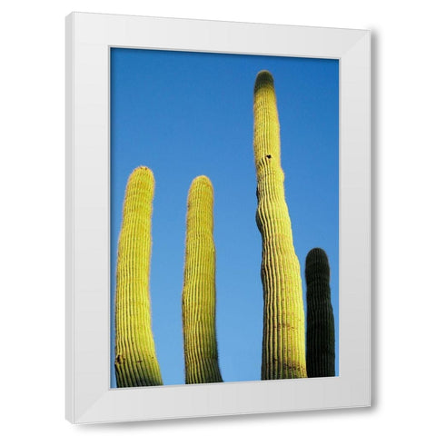 Desert cactus-Carefree-Arizona White Modern Wood Framed Art Print by McRoberts, Julien