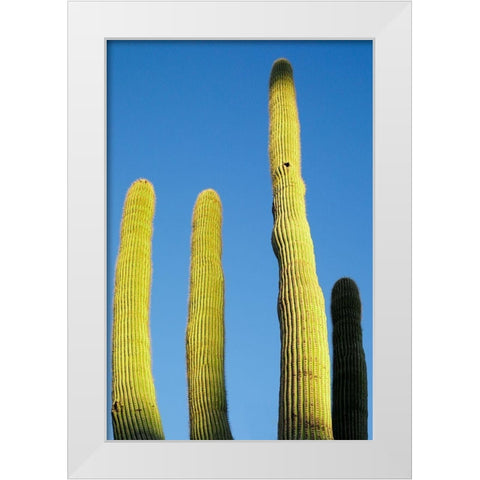 Desert cactus-Carefree-Arizona White Modern Wood Framed Art Print by McRoberts, Julien