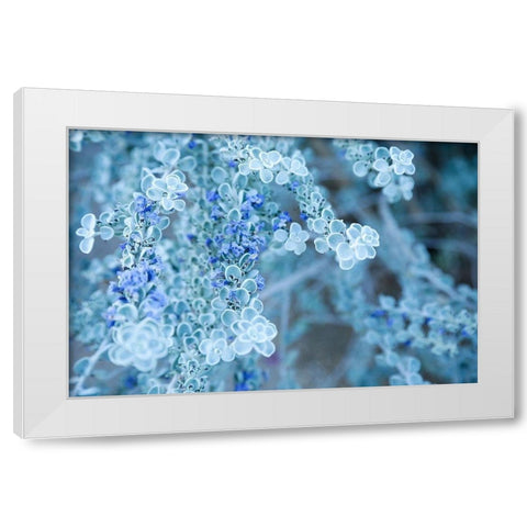 Desert cactus-Carefree-Arizona White Modern Wood Framed Art Print by McRoberts, Julien