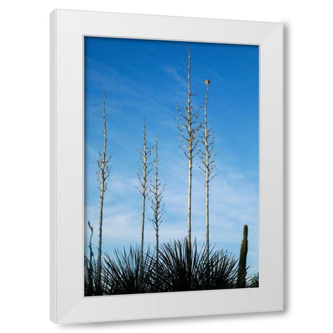 Desert cactus-Carefree-Arizona White Modern Wood Framed Art Print by McRoberts, Julien
