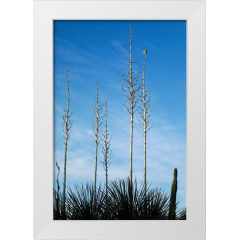 Desert cactus-Carefree-Arizona White Modern Wood Framed Art Print by McRoberts, Julien