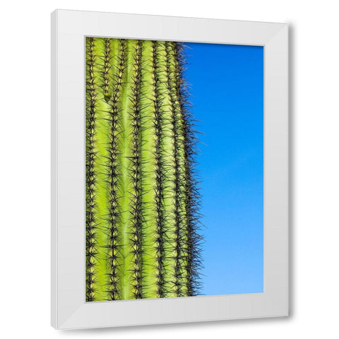 Desert cactus-Carefree-Arizona White Modern Wood Framed Art Print by McRoberts, Julien