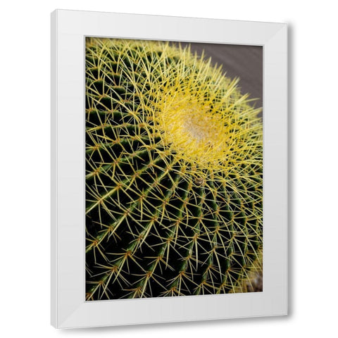 Desert cactus-Carefree-Arizona White Modern Wood Framed Art Print by McRoberts, Julien