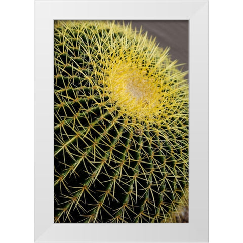 Desert cactus-Carefree-Arizona White Modern Wood Framed Art Print by McRoberts, Julien