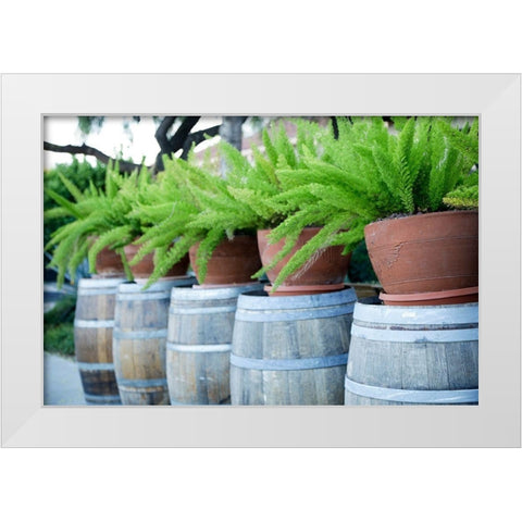 Tucson-Arizona Ferns in pots on barrels White Modern Wood Framed Art Print by McRoberts, Julien
