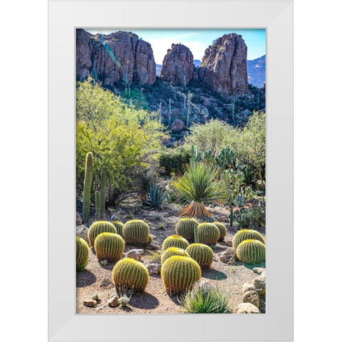 Arizona- USA. Saguaro Cactus White Modern Wood Framed Art Print by Sienda, Jolly