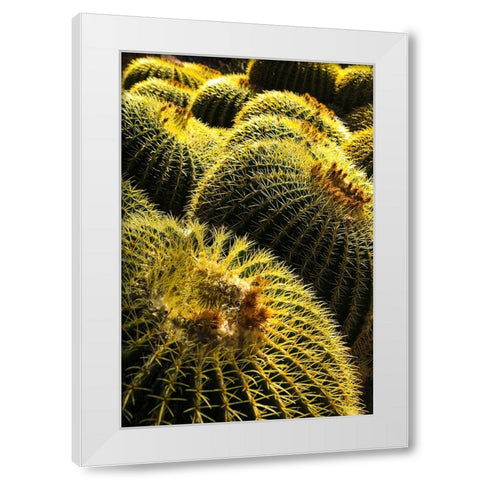 Apache Junction- Arizona- USA. Cactus White Modern Wood Framed Art Print by Sienda, Jolly