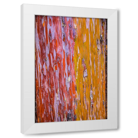 Sedona- Arizona. Cottonwood tree White Modern Wood Framed Art Print by Sienda, Jolly