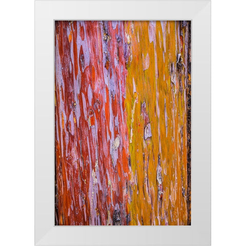 Sedona- Arizona. Cottonwood tree White Modern Wood Framed Art Print by Sienda, Jolly