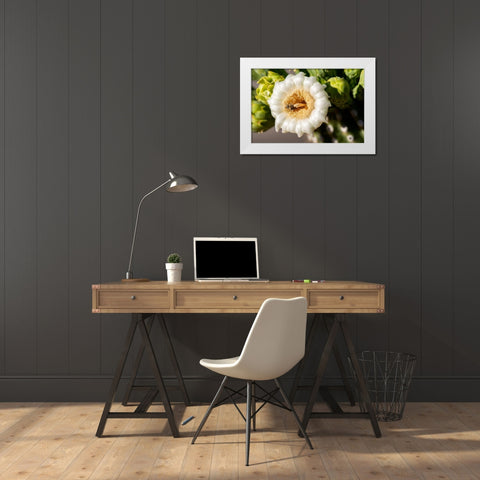Arizona-Tucson-Saguaro National Park White Modern Wood Framed Art Print by Hawkins, Peter