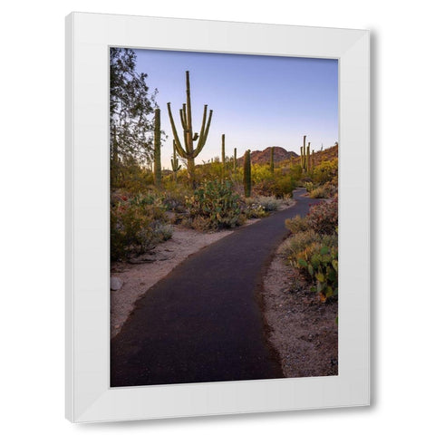 Arizona-Tucson-Saguaro National Park White Modern Wood Framed Art Print by Hawkins, Peter
