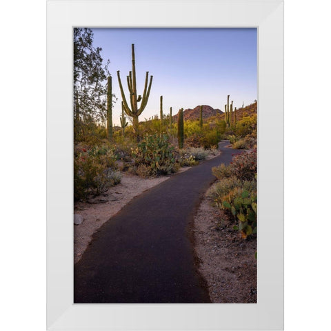 Arizona-Tucson-Saguaro National Park White Modern Wood Framed Art Print by Hawkins, Peter