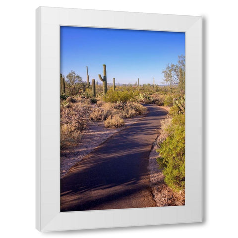 Arizona-Tucson-Saguaro National Park White Modern Wood Framed Art Print by Hawkins, Peter