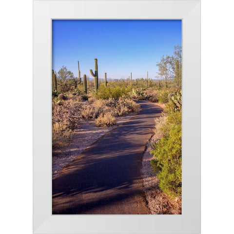 Arizona-Tucson-Saguaro National Park White Modern Wood Framed Art Print by Hawkins, Peter
