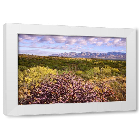 Arizona-Tucson-Saguaro National Park White Modern Wood Framed Art Print by Hawkins, Peter