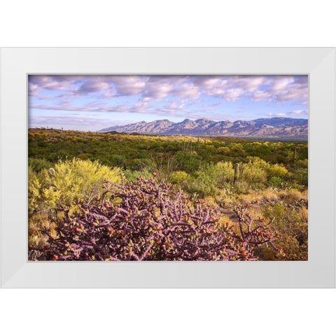 Arizona-Tucson-Saguaro National Park White Modern Wood Framed Art Print by Hawkins, Peter