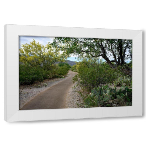 Arizona-Tucson-Saguaro National Park White Modern Wood Framed Art Print by Hawkins, Peter