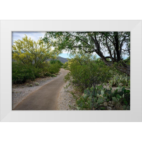 Arizona-Tucson-Saguaro National Park White Modern Wood Framed Art Print by Hawkins, Peter