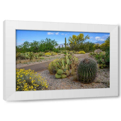 Arizona-Tucson-Saguaro National Park White Modern Wood Framed Art Print by Hawkins, Peter