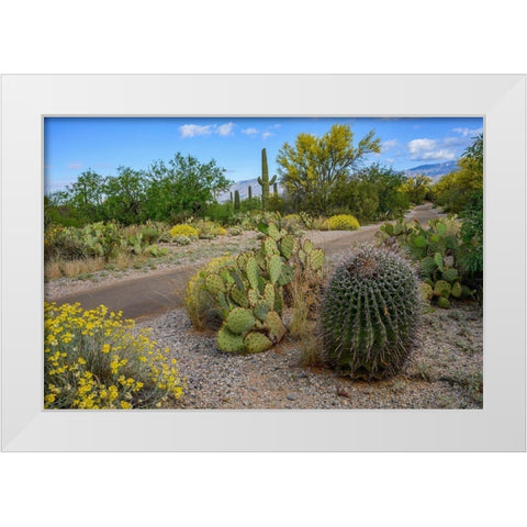 Arizona-Tucson-Saguaro National Park White Modern Wood Framed Art Print by Hawkins, Peter