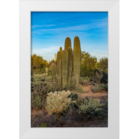 Arizona-Tucson Mountain Park White Modern Wood Framed Art Print by Hawkins, Peter