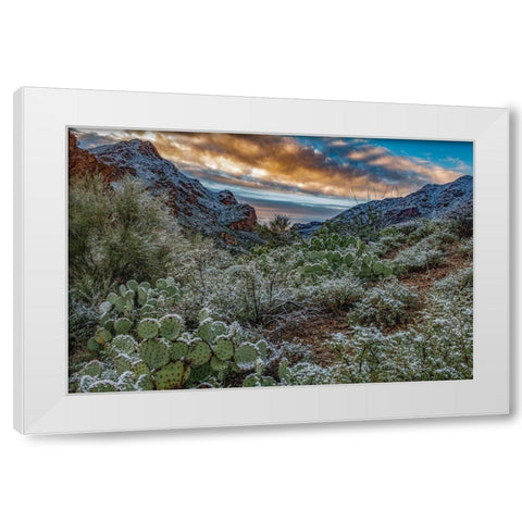 Arizona-Tucson Mountain Park White Modern Wood Framed Art Print by Hawkins, Peter