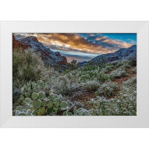 Arizona-Tucson Mountain Park White Modern Wood Framed Art Print by Hawkins, Peter