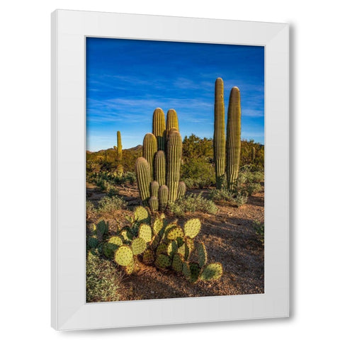 Arizona-Tucson Mountain Park White Modern Wood Framed Art Print by Hawkins, Peter
