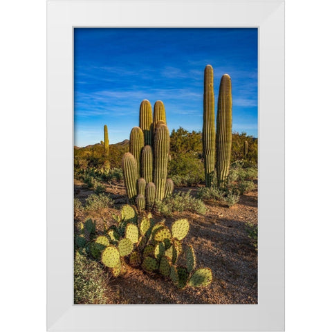 Arizona-Tucson Mountain Park White Modern Wood Framed Art Print by Hawkins, Peter