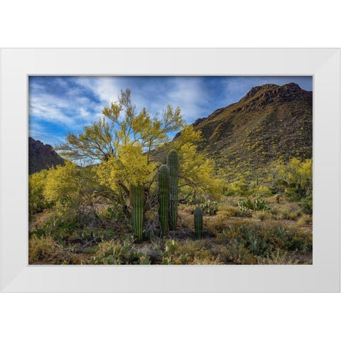 Arizona-Tucson Mountain Park White Modern Wood Framed Art Print by Hawkins, Peter
