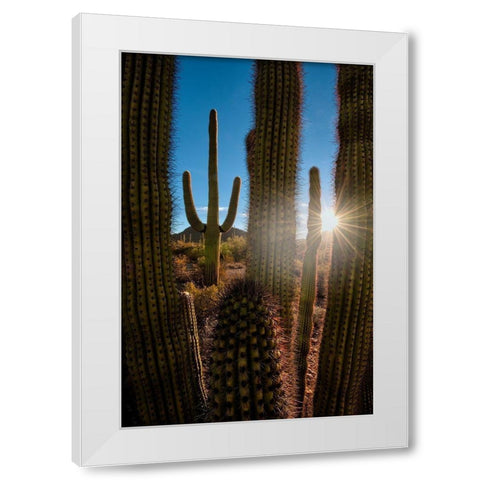 A saguaro cactus creates a window to the desert in Organ Pipe Cactus National Monument White Modern Wood Framed Art Print by SMO