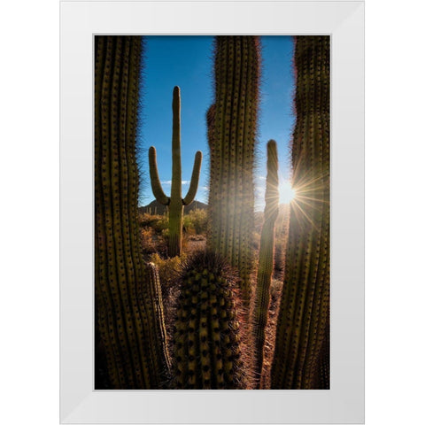 A saguaro cactus creates a window to the desert in Organ Pipe Cactus National Monument White Modern Wood Framed Art Print by SMO