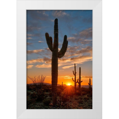 Saguaro cactus in the lower Sonoran desert in southern Arizona White Modern Wood Framed Art Print by SMO