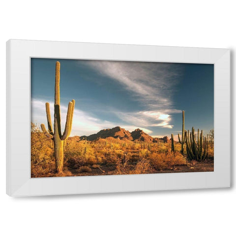 A valley of saguaro cactus in Organ Pipe Cactus National Monument-on the Arizona Mexico border White Modern Wood Framed Art Print by SMO