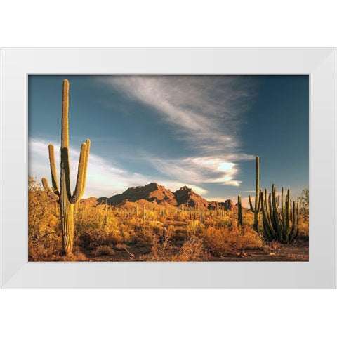 A valley of saguaro cactus in Organ Pipe Cactus National Monument-on the Arizona Mexico border White Modern Wood Framed Art Print by SMO