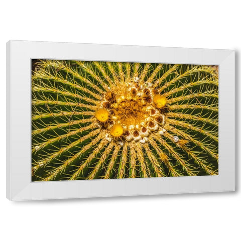 Yellow blossoms of golden barrel cactus blooming- Desert Botanical Garden- Phoenix- Arizona. White Modern Wood Framed Art Print by Perry, William