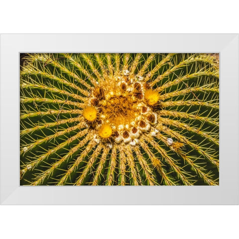 Yellow blossoms of golden barrel cactus blooming- Desert Botanical Garden- Phoenix- Arizona. White Modern Wood Framed Art Print by Perry, William