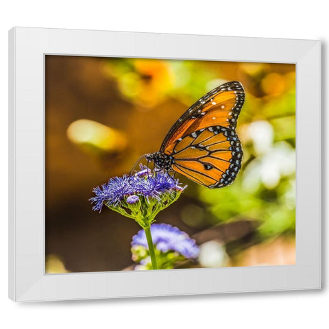Queen butterfly on blue weed flower. Native to North and South America White Modern Wood Framed Art Print by Perry, William