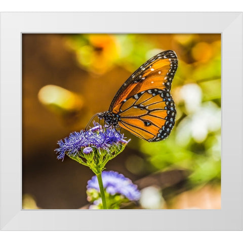 Queen butterfly on blue weed flower. Native to North and South America White Modern Wood Framed Art Print by Perry, William