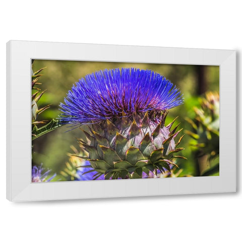 Artichoke thistle blooming- Desert Botanical Garden- Phoenix- Arizona. White Modern Wood Framed Art Print by Perry, William