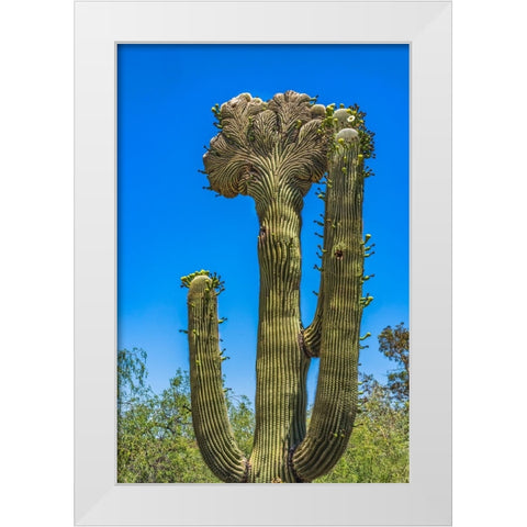 Crested Saguaro blooming- Desert Botanical Garden- Phoenix- Arizona. White Modern Wood Framed Art Print by Perry, William